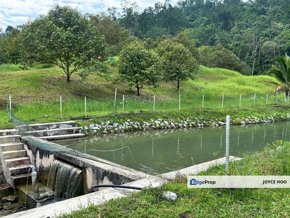 Serendah Land Musang King Tree River water Fish Catfish land, Selangor, Hulu Selangor