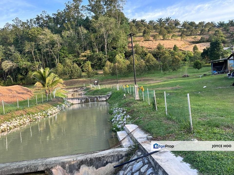 Serendah Land Musang King Tree River water Fish Catfish land, Selangor, Hulu Selangor