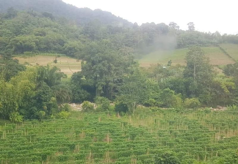Three Pieces of land for sale+ Two pieces of lands are in Bentong (Roadside land ) and the other piece of land is in  Bukit Tinggi