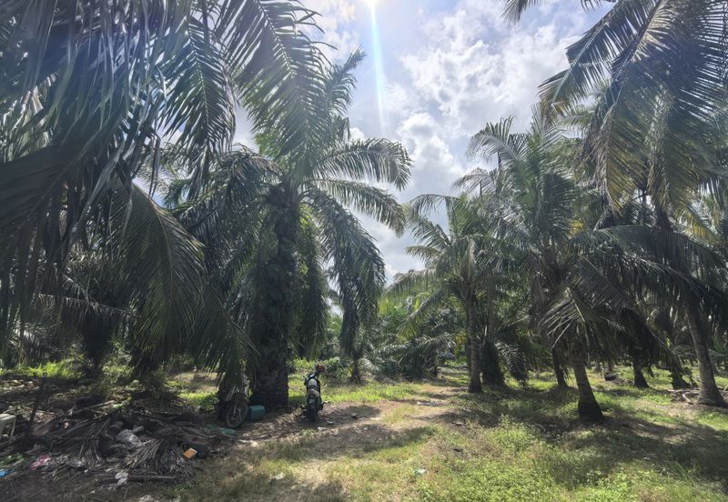 Freehold Agricultural Land Sabak Bernam Kampung Batu 38