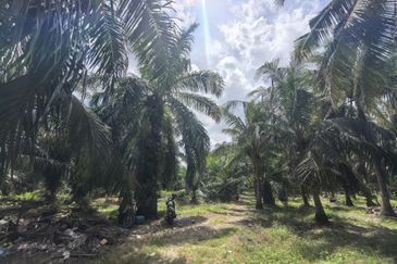 Freehold Agricultural Land Sabak Bernam Kampung Batu 38
