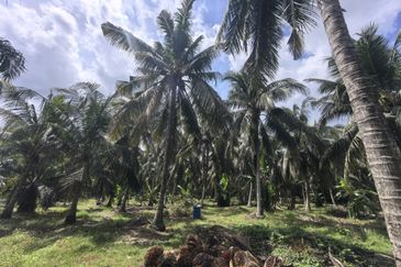 Freehold Agricultural Land Sabak Bernam Kampung Batu 38