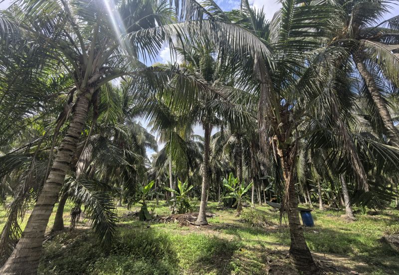 Freehold Agricultural Land Sabak Bernam Kampung Batu 38