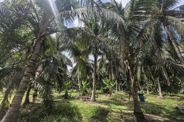 Freehold Agricultural Land Sabak Bernam Kampung Batu 38