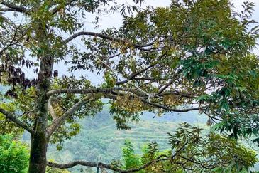 Mantin Seremban Land For Sale 