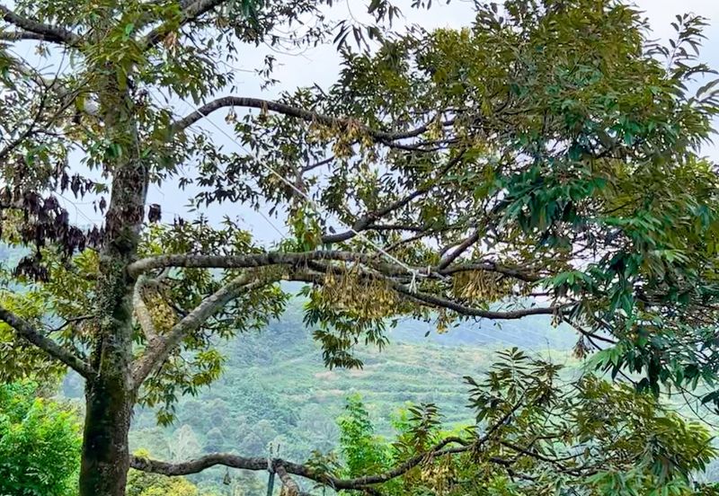 Mantin Seremban Land For Sale 