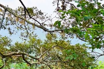 Mantin Seremban Land For Sale 