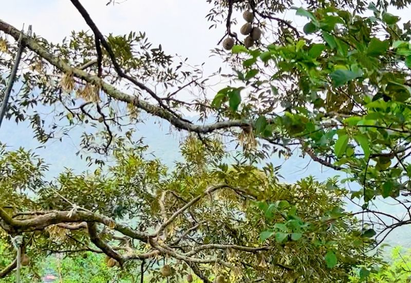 Mantin Seremban Land For Sale 