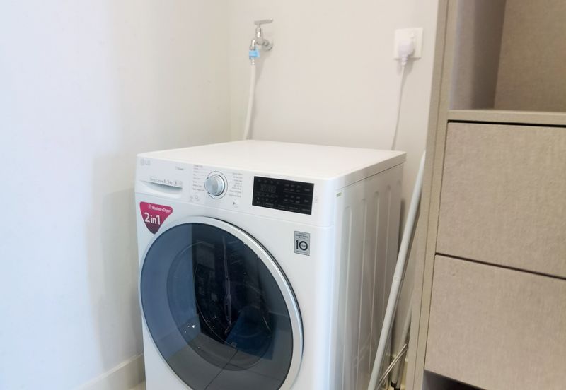 Cyperus @ Tropicana Gardens