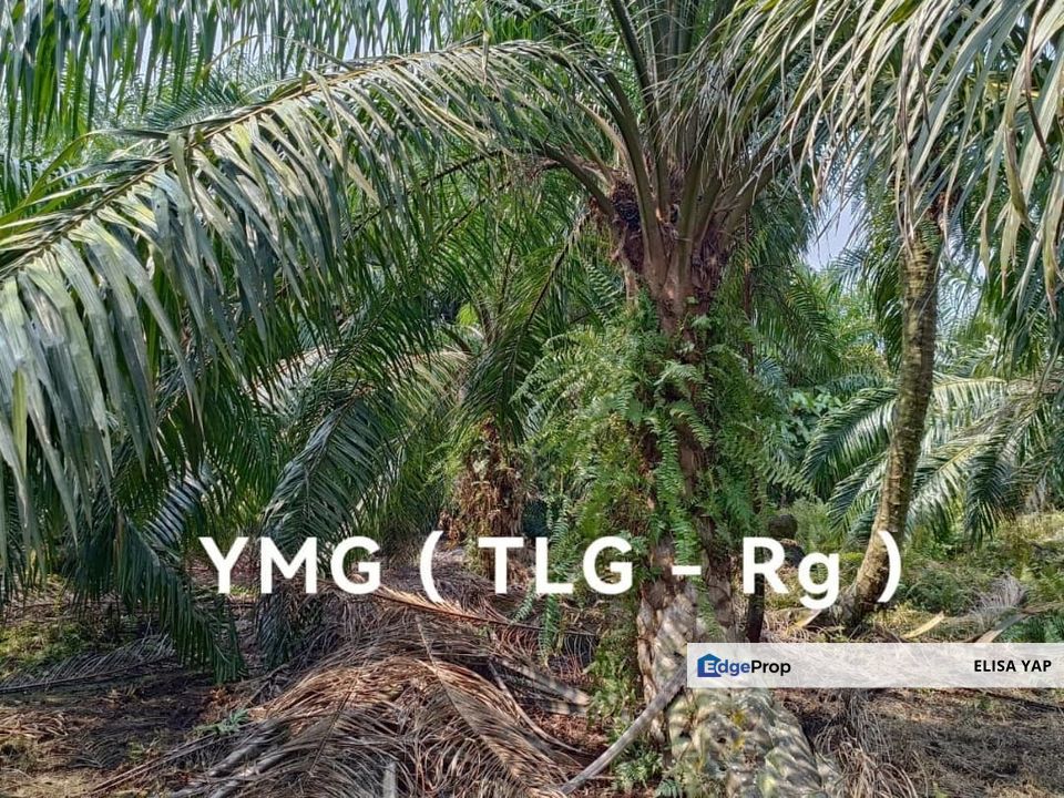 6 Acres 10 Years Palm Trees Freehold Agri Land @ Jalan Meru Batu 7 Klang FOR SALE, Selangor, Klang