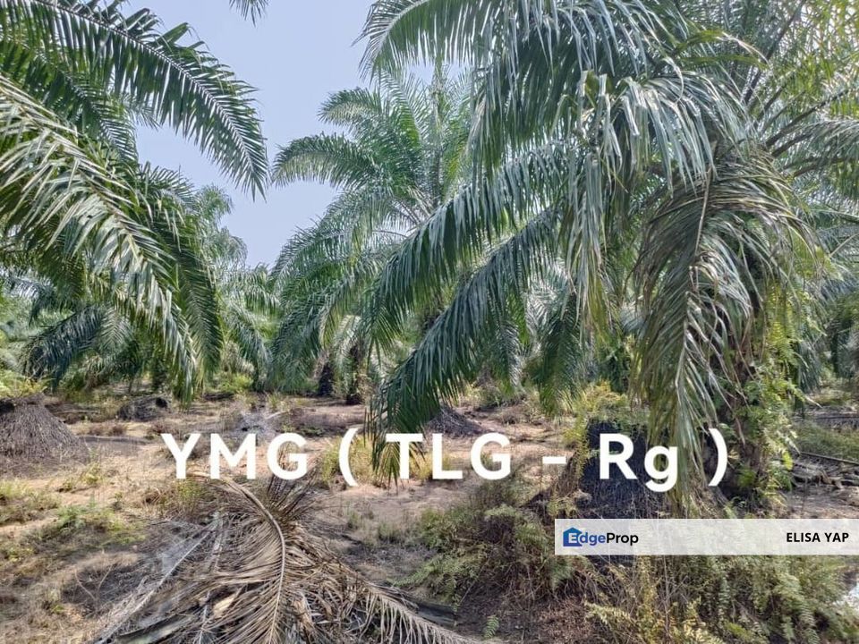 6 Acres 10 Years Palm Trees Freehold Agri Land @ Jalan Meru Batu 7 Klang FOR SALE, Selangor, Klang