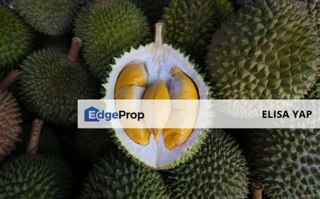 Freehold Durian Farm  Musang King [15 years old]  Simpang Pertang Jelebu Negeri Sembilan FOR SALE, Negeri Sembilan, Jelebu