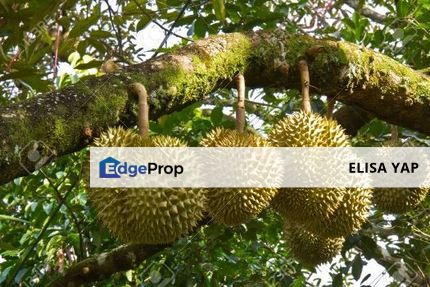 Kulim Kedah 9.34acres Durian Land Freehold High ROI Black torn Musang King For SALE, Penang, Sungai Bakap 