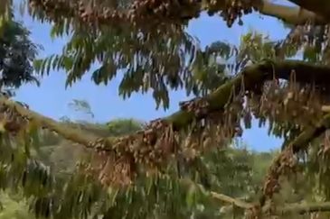 Raub, Mukim Sega Kampung Jeruas  Pahang 6 acres  included 2 Landed House ,Fish Pond , Durian Tree FOR SALE