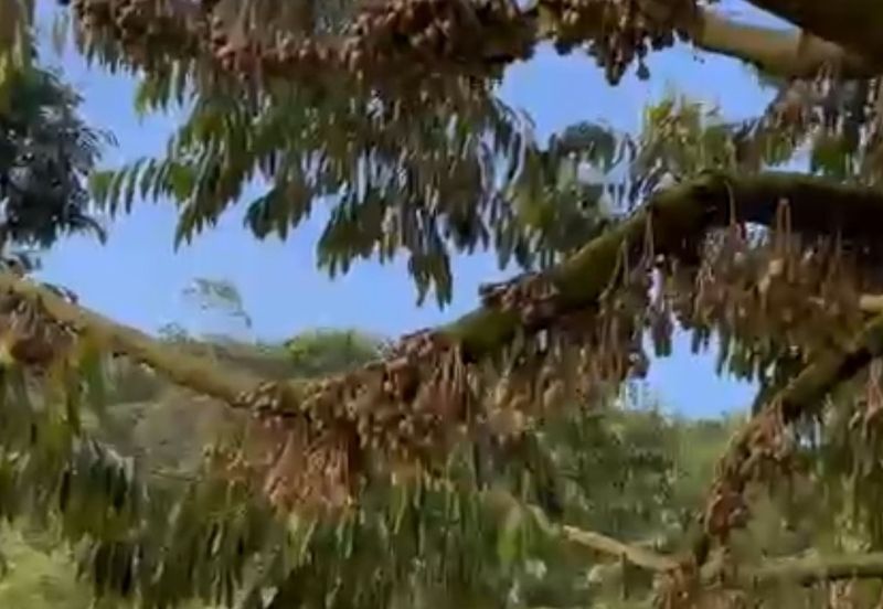 Raub, Mukim Sega Kampung Jeruas  Pahang 6 acres  included 2 Landed House ,Fish Pond , Durian Tree FOR SALE