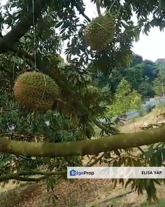 Raub, Mukim Sega Kampung Jeruas  Pahang 6 acres  included 2 Landed House ,Fish Pond , Durian Tree FOR SALE, Pahang, Raub