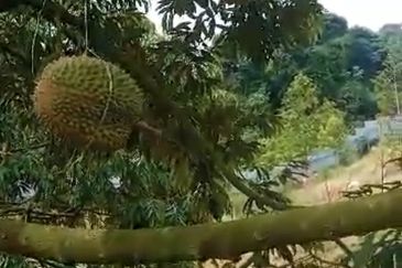 Raub, Mukim Sega Kampung Jeruas  Pahang 6 acres  included 2 Landed House ,Fish Pond , Durian Tree FOR SALE