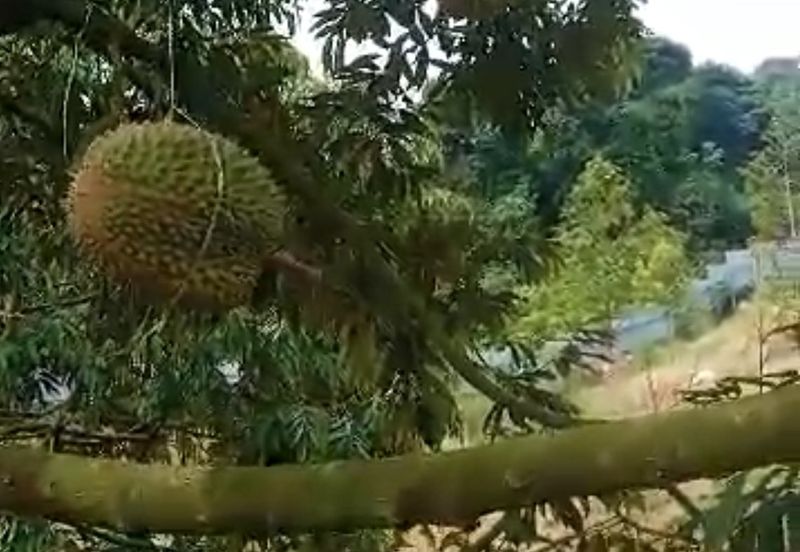 Raub, Mukim Sega Kampung Jeruas  Pahang 6 acres  included 2 Landed House ,Fish Pond , Durian Tree FOR SALE