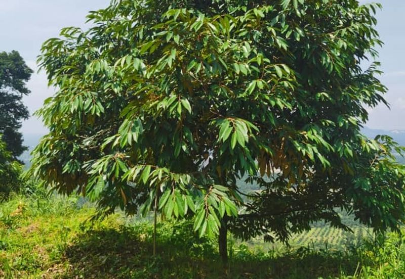 Agriculture Land @ Taiping