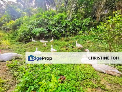  GOPENG, KAMPAR, PERAK FREEHOLD AGRICULTURAL LAND FOR SALE, Perak, Kampar