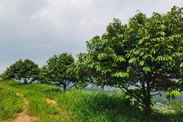 Agriculture Land @ Taiping