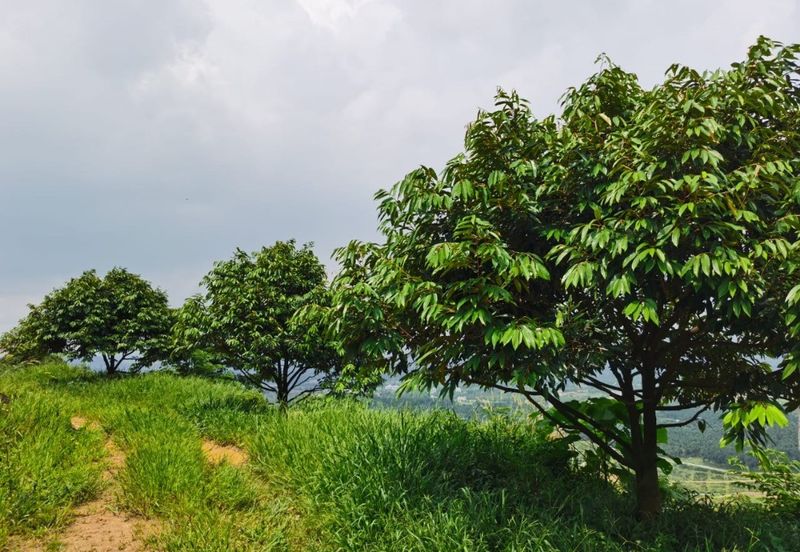 Agriculture Land @ Taiping