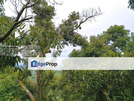39.88 acres Penang Balik Pulau Agriculture Land for Sale, Penang, Balik Pulau