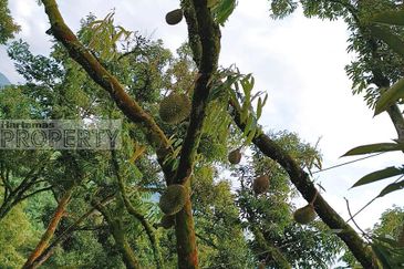 Balik Pulau / Teluk Bahang