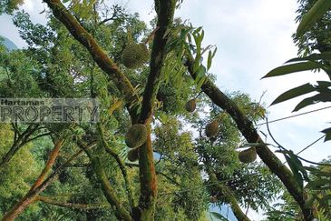 Balik Pulau / Teluk Bahang