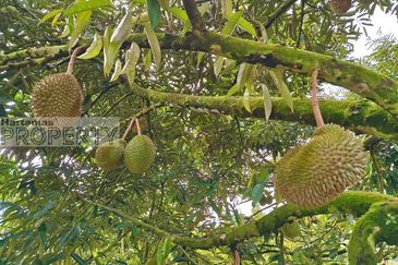 Balik Pulau / Teluk Bahang