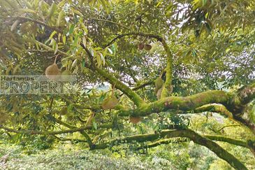 Balik Pulau / Teluk Bahang