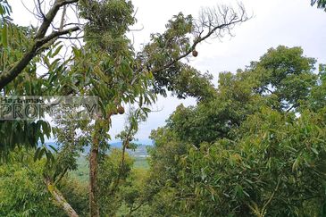 Balik Pulau / Teluk Bahang