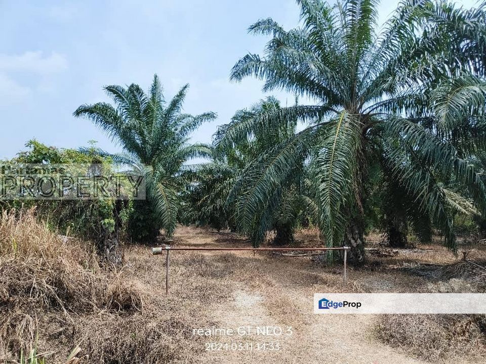 Sungai Pelek Freehold Agricultural Palm Trees Land for Sale, Selangor, Sepang
