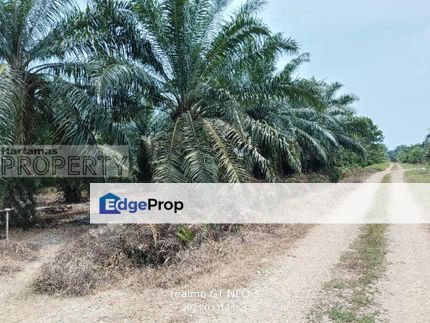Sungai Pelek Freehold Agricultural Palm Trees Land for Sale, Selangor, Sepang