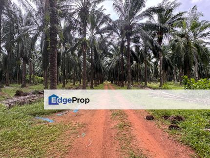 TANAH PERTANIAN UNTUK DIJUAL – MUKIM BUJANG, KUALA MUDA, KEDAH, Kedah, Merbok