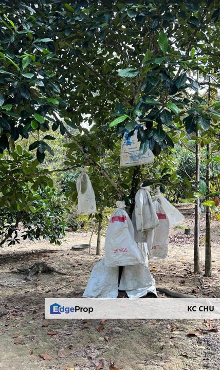 Mantin Agriculture Land for Sale , Negeri Sembilan, Mantin