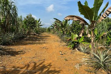 Dusun Durian Kuala Lipis Untuk Di Jual