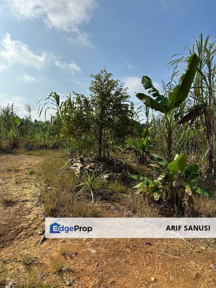 Dusun Durian Kuala Lipis Untuk Di Jual, Pahang, Kuala Lipis