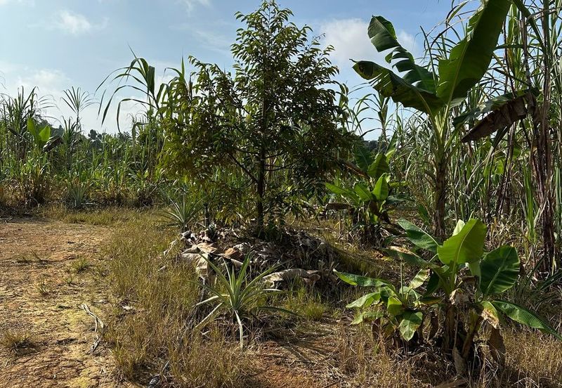 Dusun Durian Kuala Lipis Untuk Di Jual