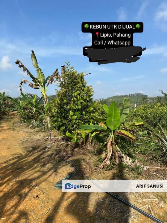 Dusun Durian Kuala Lipis Untuk Di Jual, Pahang, Kuala Lipis