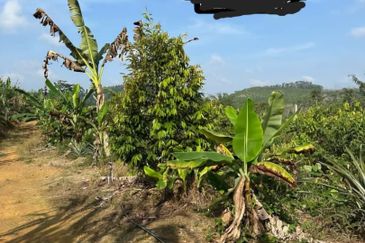 Dusun Durian Kuala Lipis Untuk Di Jual