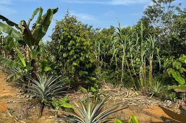 Dusun Durian Kuala Lipis Untuk Di Jual