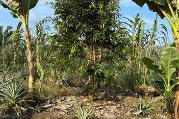 Dusun Durian Kuala Lipis Untuk Di Jual