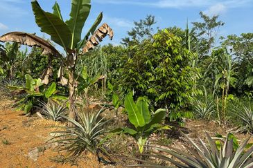 Dusun Durian Kuala Lipis Untuk Di Jual