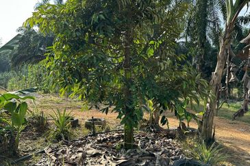 Dusun Durian Kuala Lipis Untuk Di Jual