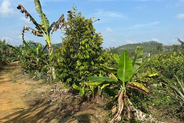 Dusun Durian Kuala Lipis Untuk Di Jual