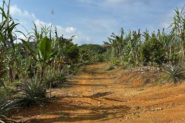 Dusun Durian Kuala Lipis Untuk Di Jual
