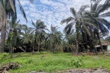 Tanah Pertanian Batu 74 Jalan Pt Sulong, Yong Peng Batu Pahat  (Tepi Jalan Utama)