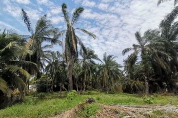 Tanah Pertanian Batu 74 Jalan Pt Sulong, Yong Peng Batu Pahat  (Tepi Jalan Utama)