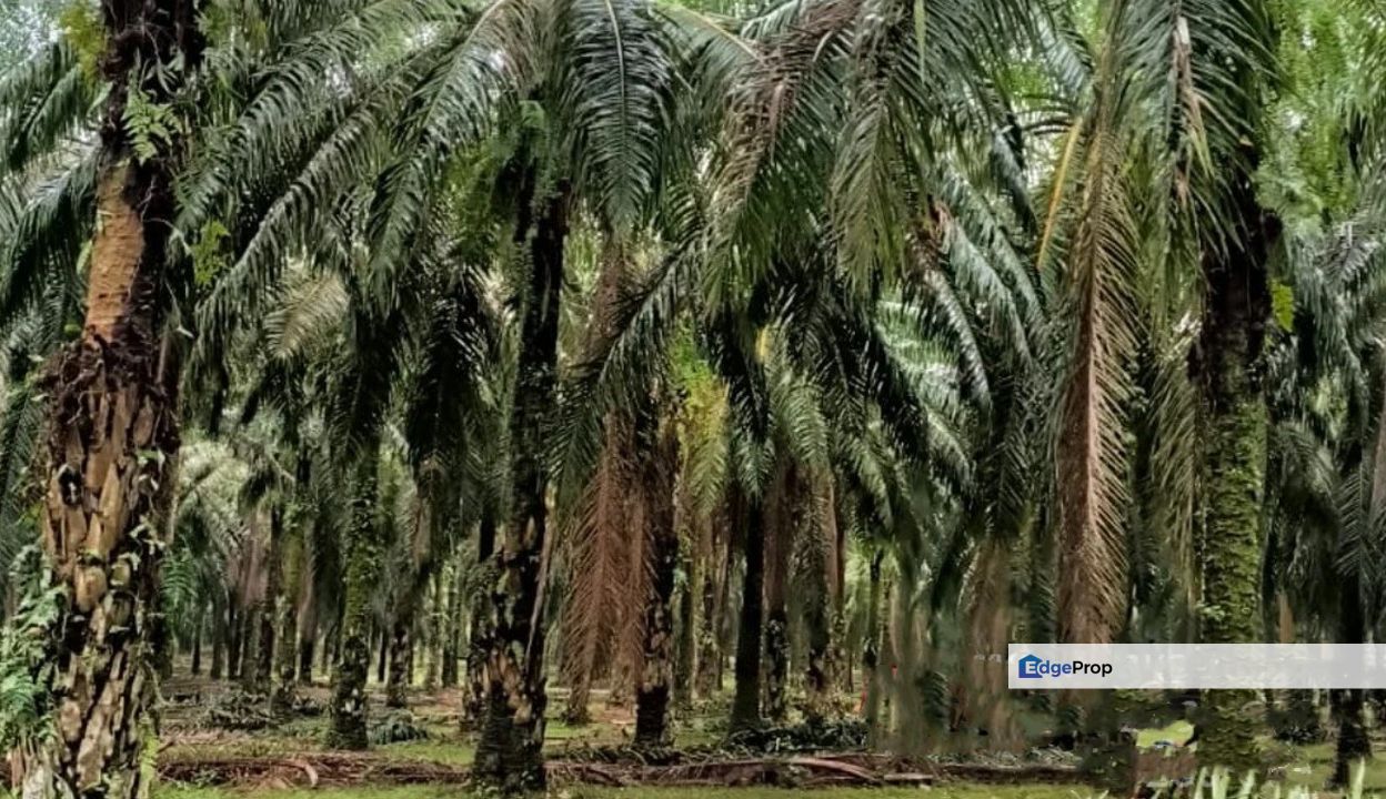 Pantai 💥 Palm oil Pertang, Jelebu, Seremban Nilai for Sale @RM1,500,000 ...